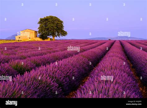 Mediterranean Lavender Cultivation Hi Res Stock Photography And Images
