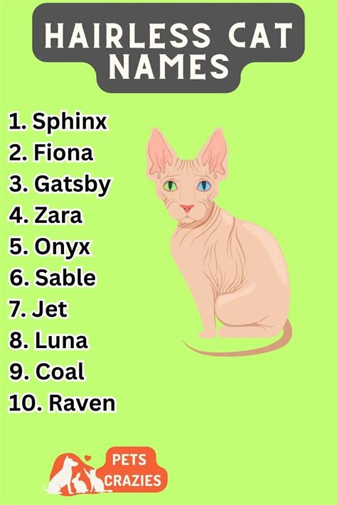 300 Hairless Cat Names Unique And Memorable