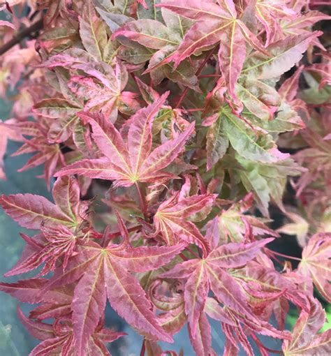 Kaleidoscope Mendocino Maples Nursery