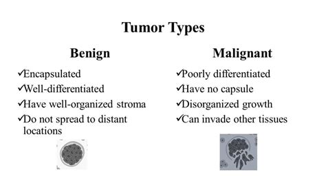 Cancer Terminology And Characteristics 344 Words Presentation Example