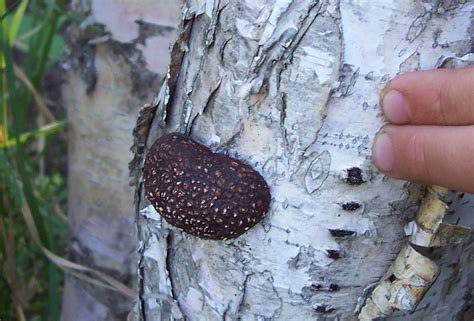 Calgary Gardening Adventures Dark Brown Fungus On Paper Birch Tree