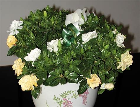 Ha fiori leggermente più tozzi di colore bianco, le foglie leggermente più piccole ma più carnose e di un bel verde brillante, anche il legno sembra più gentile grazie mara risposta: Gardenia | Pianta molto esigente dai profumati fiori bianchi