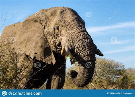 Elephant Closeup Tusk Proboscis Addo Elephants Park South Africa