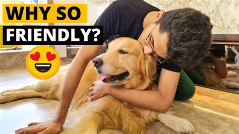 Are Golden Retrievers Friendly Dogs