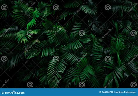 Fern Leaves On Dark Background In Jungle Dense Dark Green Fern Leaves