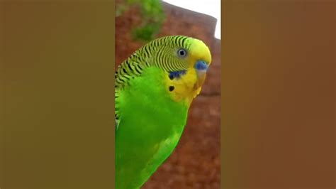 Happy Budgie Parakeet Sounds Youtube