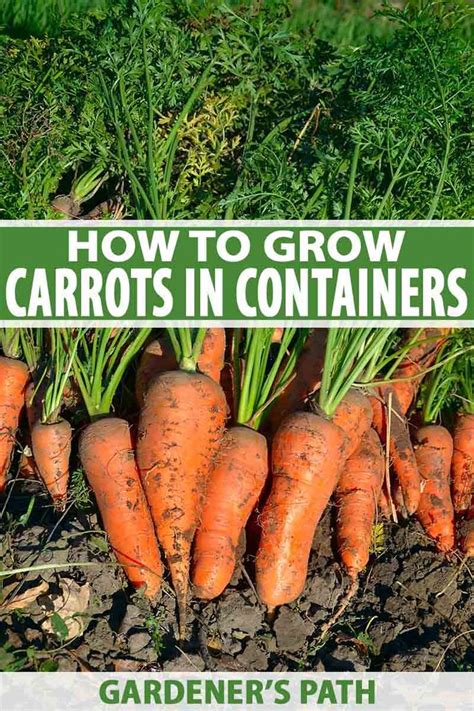 Scatter seeds on the soil surface so they are about 3 apart and cover them with about 1/4 of planting mix. How to Grow Carrots in Containers in 2020 | Container gardening vegetables, Diy container ...