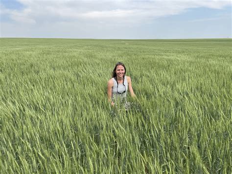 Kansas Wheat Quality Expected To Be High Despite Drop In Yield After