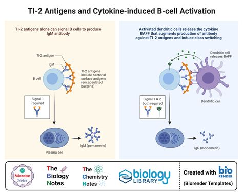 Lymphocytes Cell Diagram