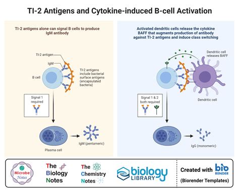 B Cell B Lymphocyte Definition Types Development Applications