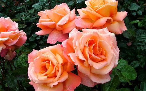 Flores Bonitas De Rosas Fotos Bonitas De Amor Imágenes Bonitas De Amor