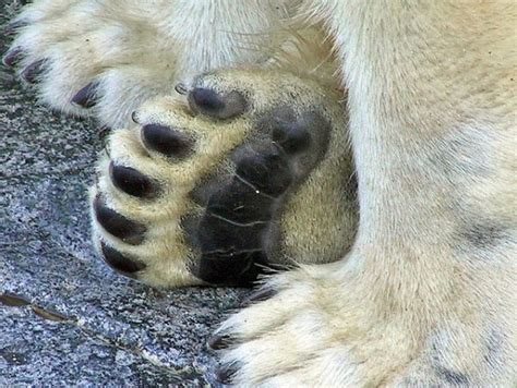 What Color Skin Do Polar Bears Have Polar Bear Skin Color