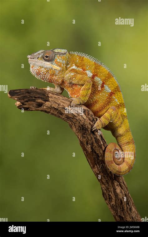 Chameleon Tail Close Up Hi Res Stock Photography And Images Alamy