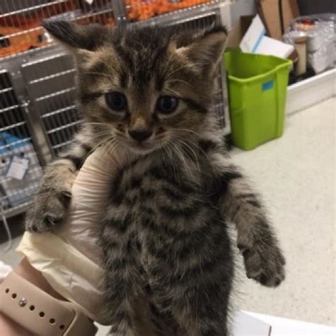 Adopt A Cat Or Kitten Jacksonville Humane Society