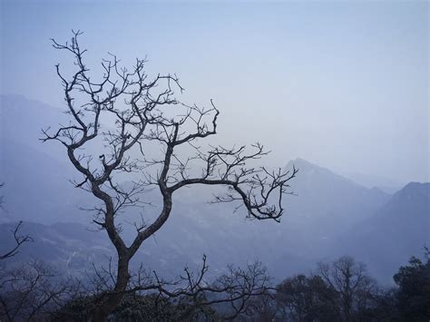 Free Images Tree Nature Branch Mountain Snow Winter Sky Fog