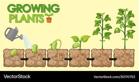 Diagram Showing How Plants Grow From Seed To Beans