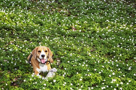 A Beagle Dog In The Spring Forest Surrounded By Forest Flowers Stock