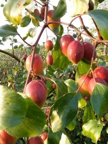 Fruit Full Sun Exposure Thai Apple Ber Plant Green For Garden At Rs 15piece In Basirhat