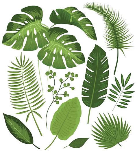 Collection Of Tropical Leaves Vector Free Download