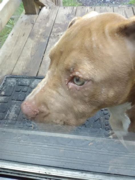 My Pitbull Puppy Has White Small Bumps Around His Eyelids And Over His