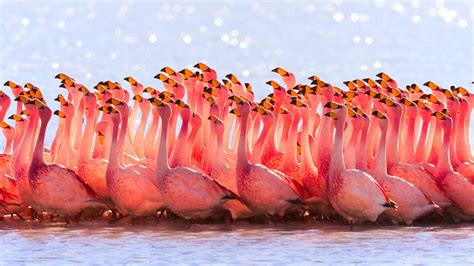 🥇 Nature Flock Flamingos Birds Wallpaper 112059