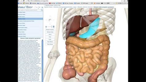 Takaのall Night Anatomy Posterior Abdominal Wall Kidney Youtube