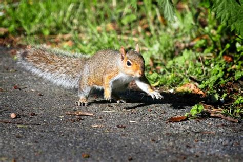 Premium Photo Brown Squirrel On Brown Tree Branch During Daytime