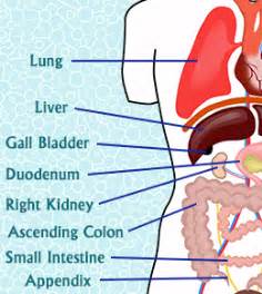 All internal organs are situated in the chest and abdomen. Causes of Pain on the Right Side of Your Body | New Health ...