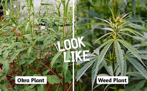 14 Weed Like Plants You Can Legally Grow Without Trouble