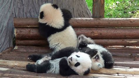 Three Insanely Cute Panda Cubs Crawl And Tumble Over Each