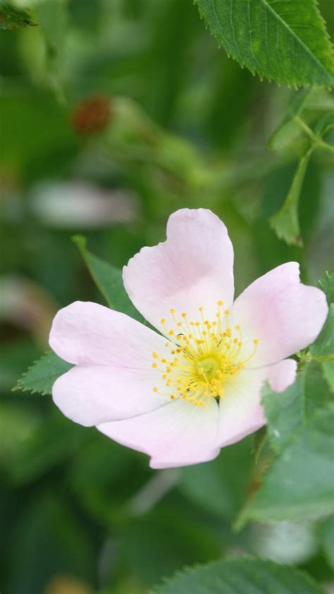 Wild Rose Field Nature Free Photo On Pixabay Pixabay