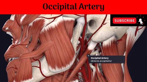 Occipital Artery Course Relations Branches And Distribution Youtube
