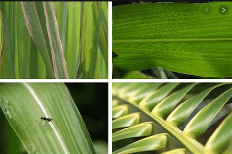 Gambar Daun Menyirip Menjari Dan Sejajar Animasi