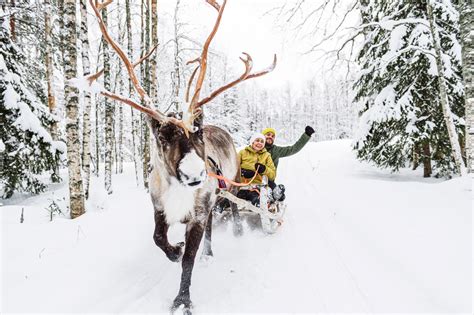 Reindeer Sleigh Ride Rovaniemi Lapland Finland 1 Lapland Welcome In