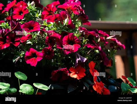 Deep Red Petunias In A Flower Pot Stock Photo Alamy