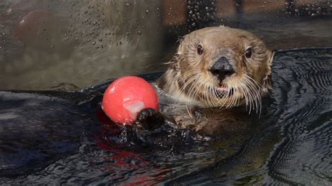 Scientists Cant Figure Out Why Otters Love To Juggle Bgr