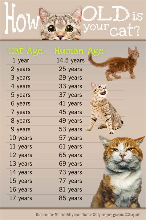 What Is Cat Years In Human Life Ph