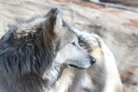 Mexican Wolf Stock 35 By Hotnstock On Deviantart Mexican Wolf