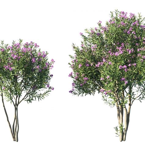 Nerium Oleander Plant 3d Model For Corona