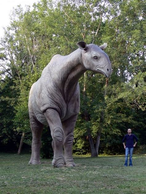 Indricotherium The Largest Land Mammal That Has Ever Lived