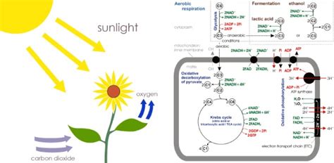 Make the switch answer key quizizz. Bestseller: Assessment Quiz Photosynthesis And Cellular Respiration Answers