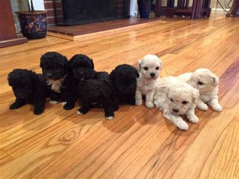 The national city puppy pet store has most breeds of puppies for adoption. Beautiful Bichpoo puppies for Sale in San Jose, California ...