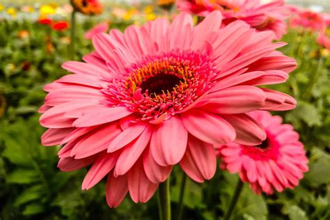 How To Grow Gerbera Daisies Indoors And Outdoors So That They Grow Well