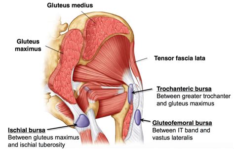 Hip Trochanteric Bursitis Exercises Illustration Hip Bursitis Exercises