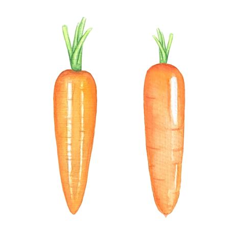 Premium Vector Watercolor Carrots