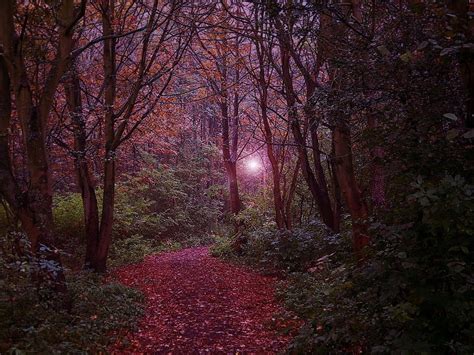 1920x1080px 1080p Free Download Find Your Way Path Forest Nature