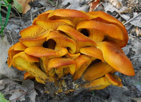 Chanterelle Mushroom Facts Health Benefits And Nutritional Value