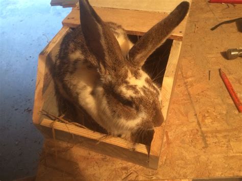 Rabbit Nesting Box Built From Pallet Material Rabbit Nesting Box Box
