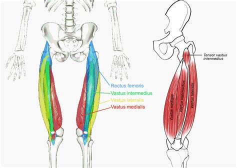 It leaves the pelvis though the greater sciatic foramen to reach its distal attachment to the greater trochanter of the femur. Muscles of the hips and thighs | Human Anatomy and ...