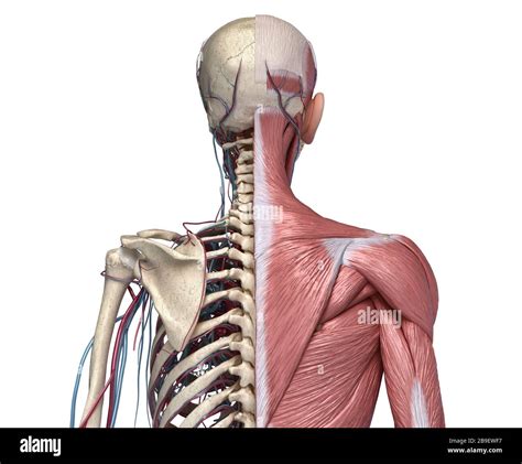 Rear View Of Human Torso Skeleton With Muscles Veins And Arteries